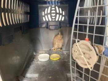 Strážníci odchytili dravého ptáka