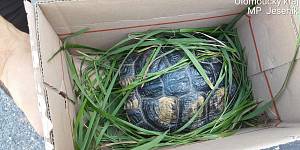 Záchrana želvy zelenavé